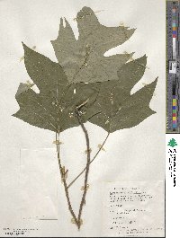 Liriodendron tulipifera image