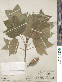 Liriodendron tulipifera image