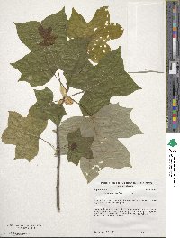 Liriodendron tulipifera image