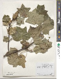 Liriodendron tulipifera image