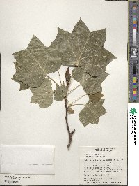 Liriodendron tulipifera image