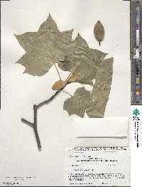 Liriodendron tulipifera image