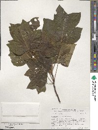 Liriodendron tulipifera image