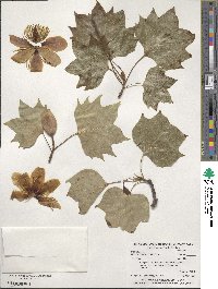 Liriodendron tulipifera image