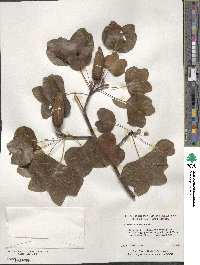 Liriodendron tulipifera image