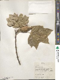 Liriodendron tulipifera image