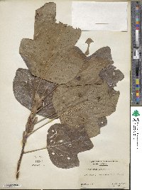 Liriodendron tulipifera image