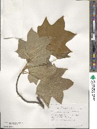 Liriodendron tulipifera image