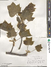 Liriodendron tulipifera image