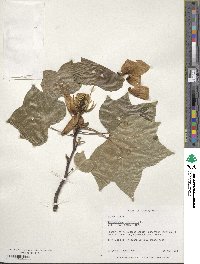 Liriodendron tulipifera image