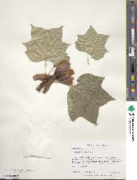 Liriodendron tulipifera image