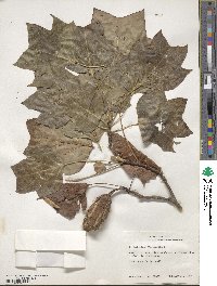 Liriodendron tulipifera image