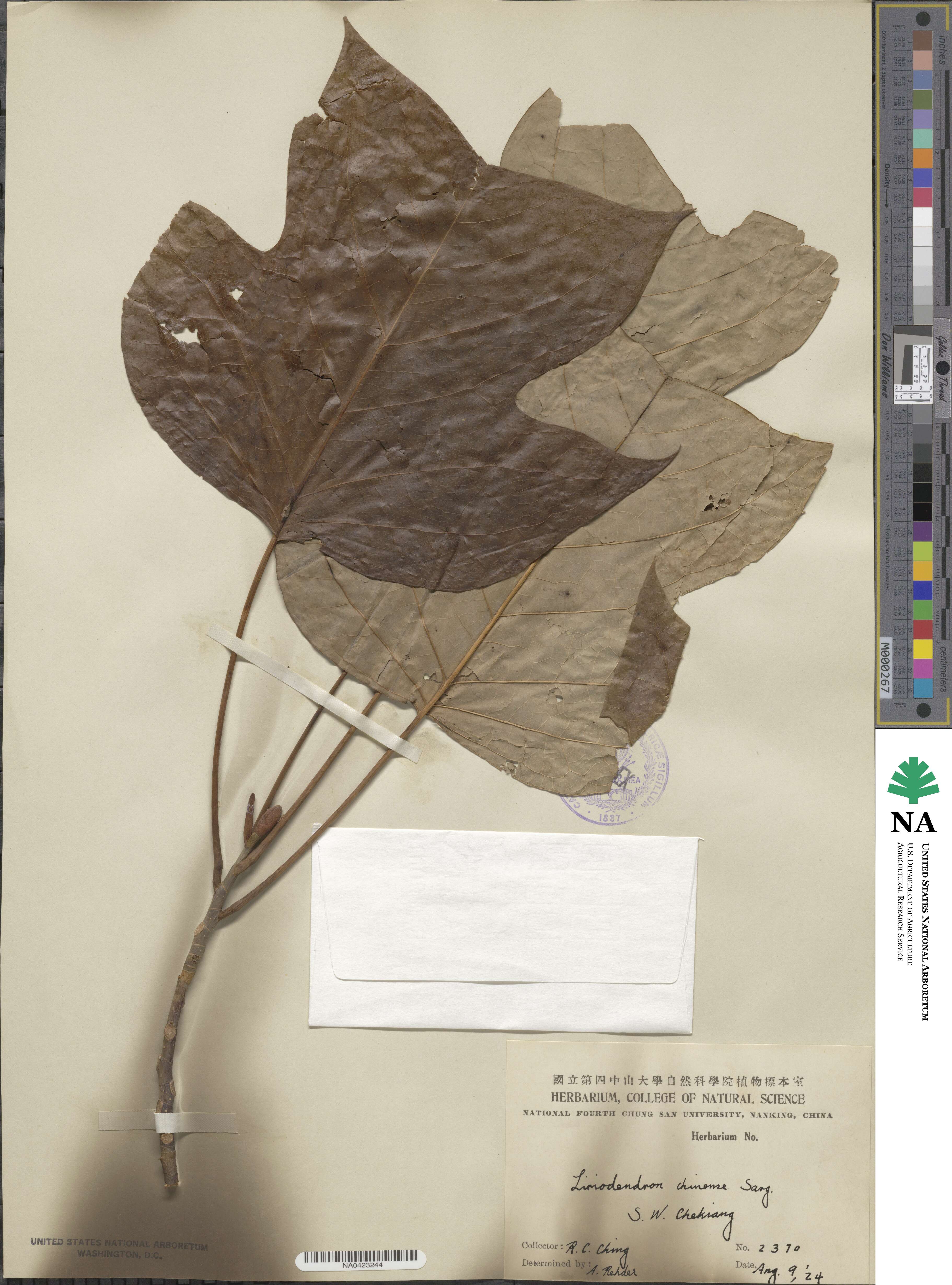Liriodendron chinense image