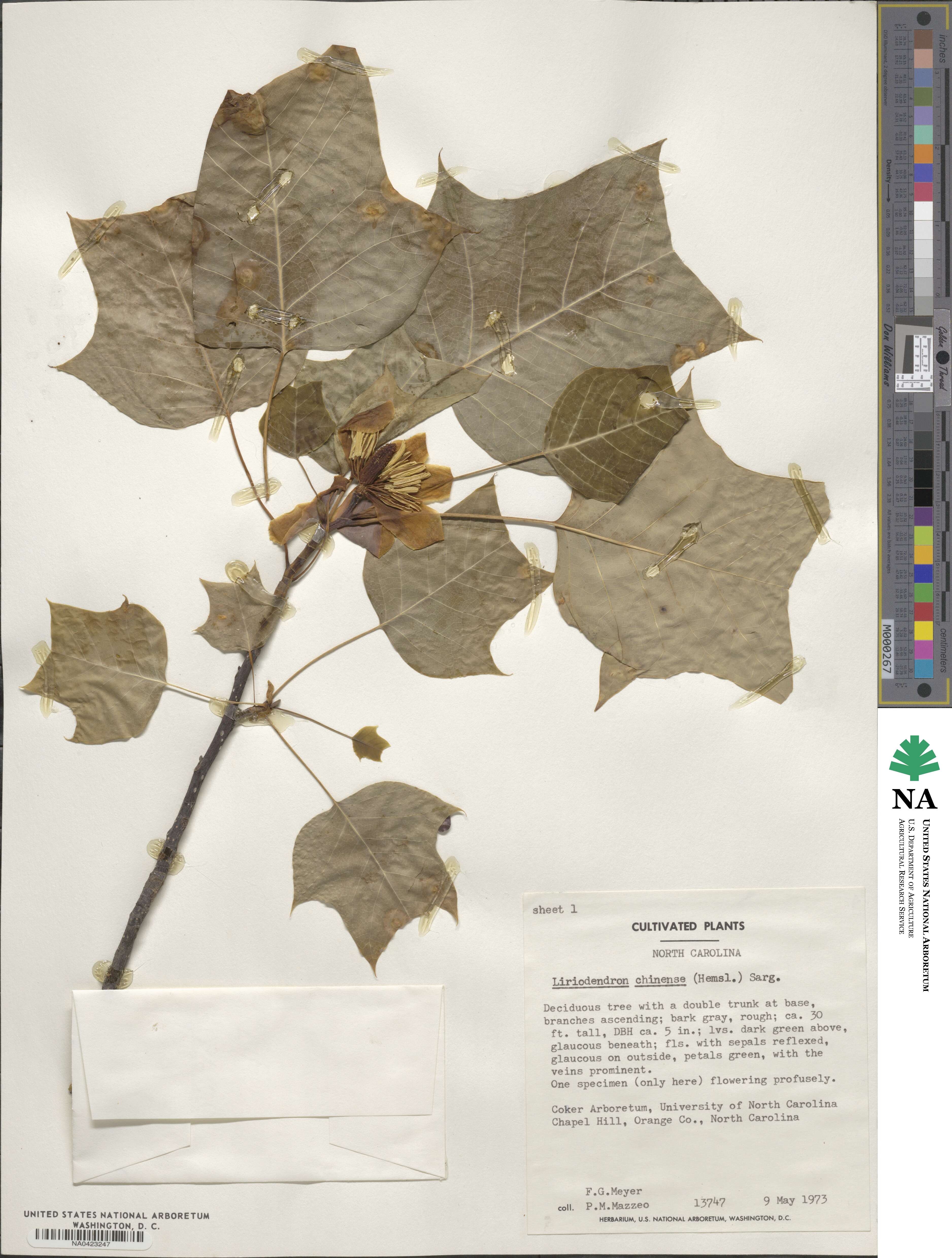 Liriodendron chinense image