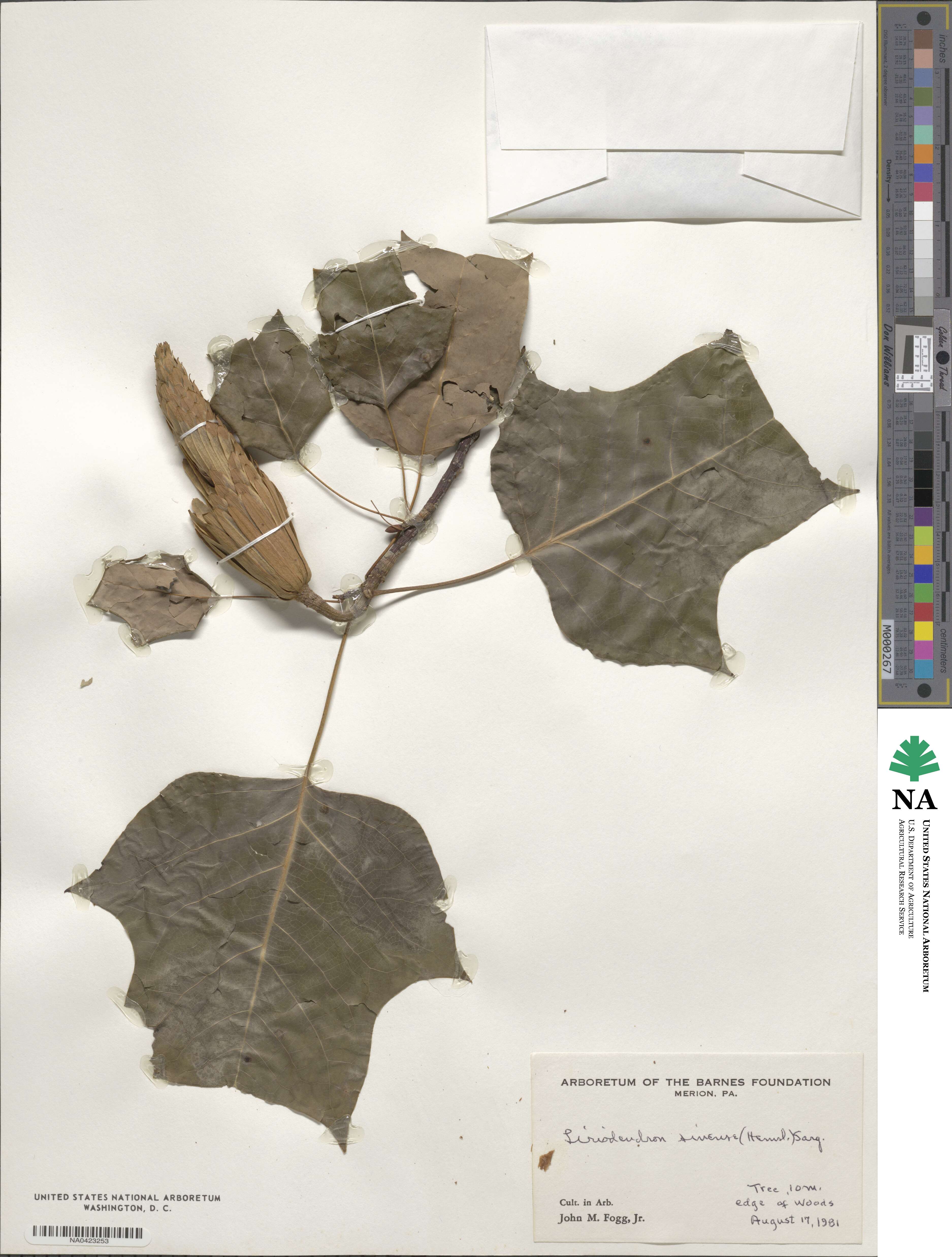 Liriodendron chinense image