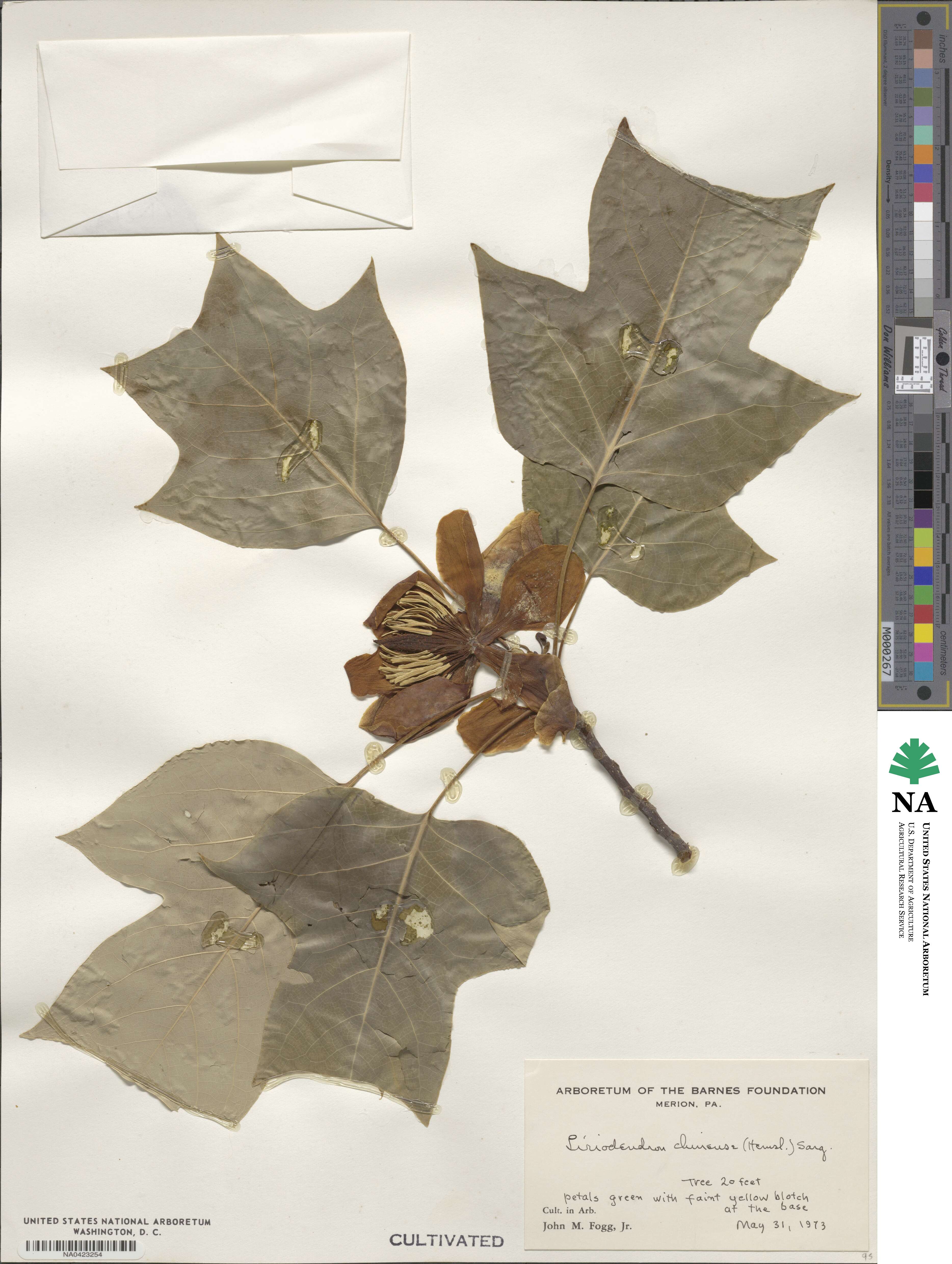 Liriodendron chinense image