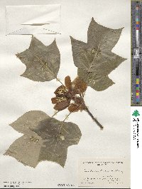 Liriodendron chinense image