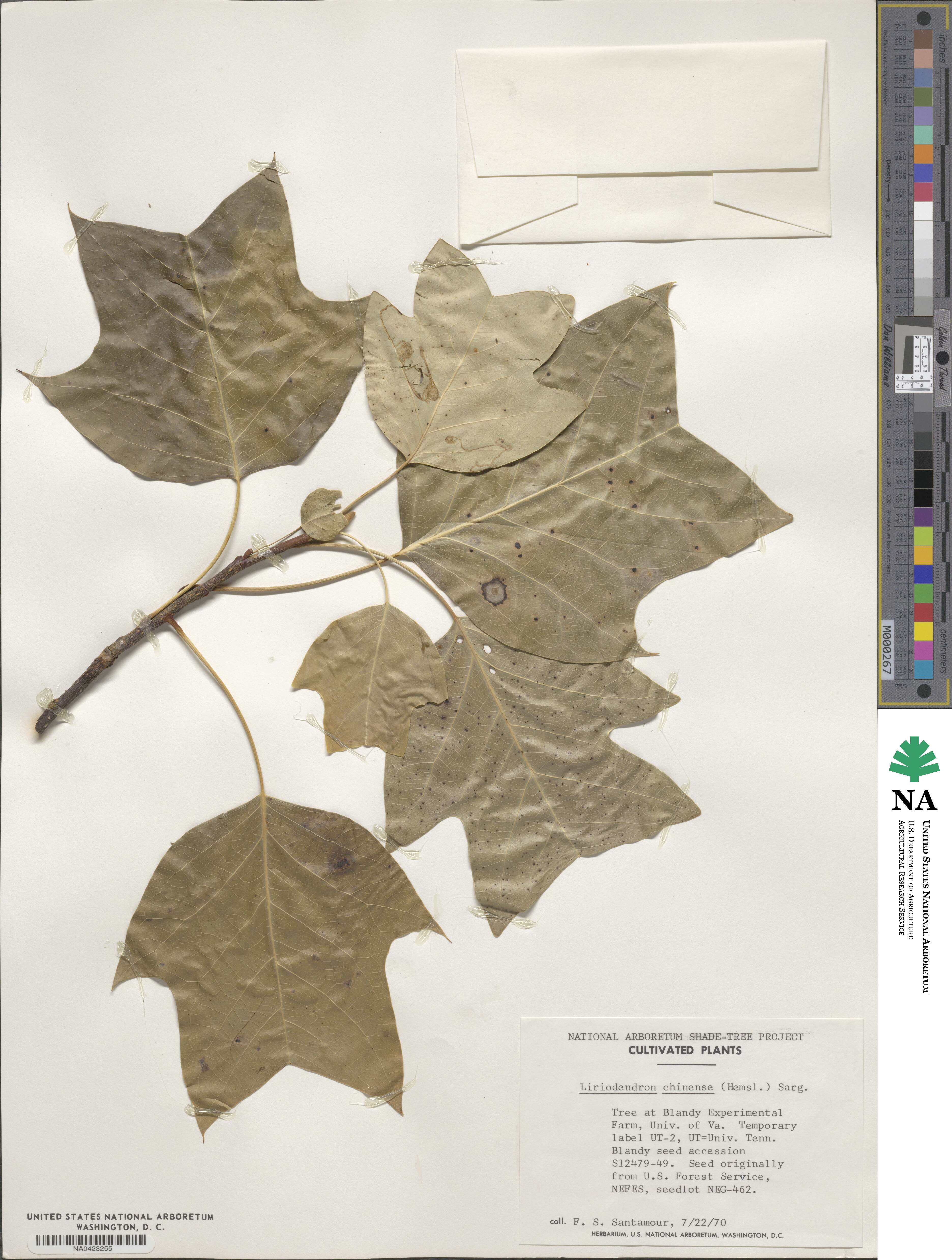 Liriodendron chinense image