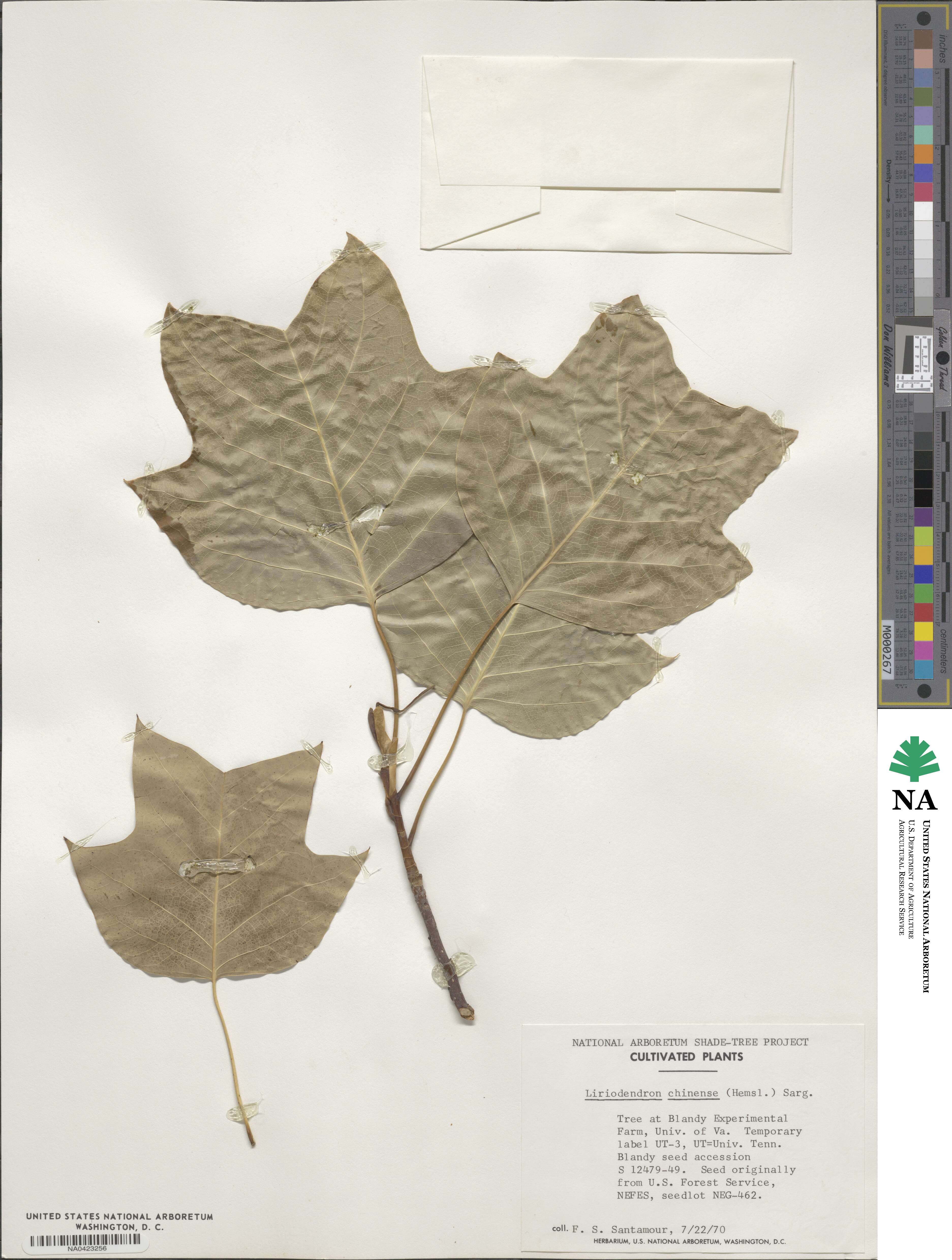 Liriodendron chinense image