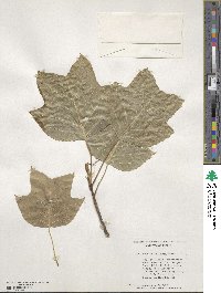 Liriodendron chinense image