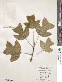 Liriodendron chinense image