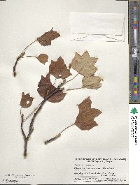 Liriodendron tulipifera image