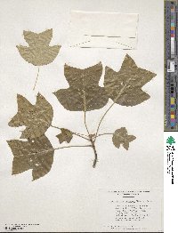 Liriodendron chinense image