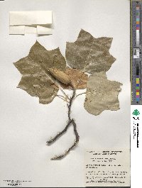 Liriodendron tulipifera image