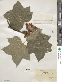 Liriodendron tulipifera image