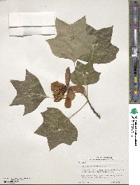 Liriodendron tulipifera image