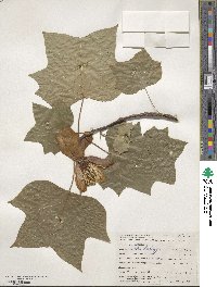 Liriodendron tulipifera image