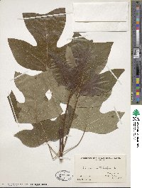 Liriodendron tulipifera image