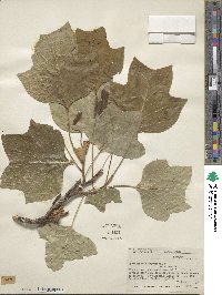 Liriodendron tulipifera image