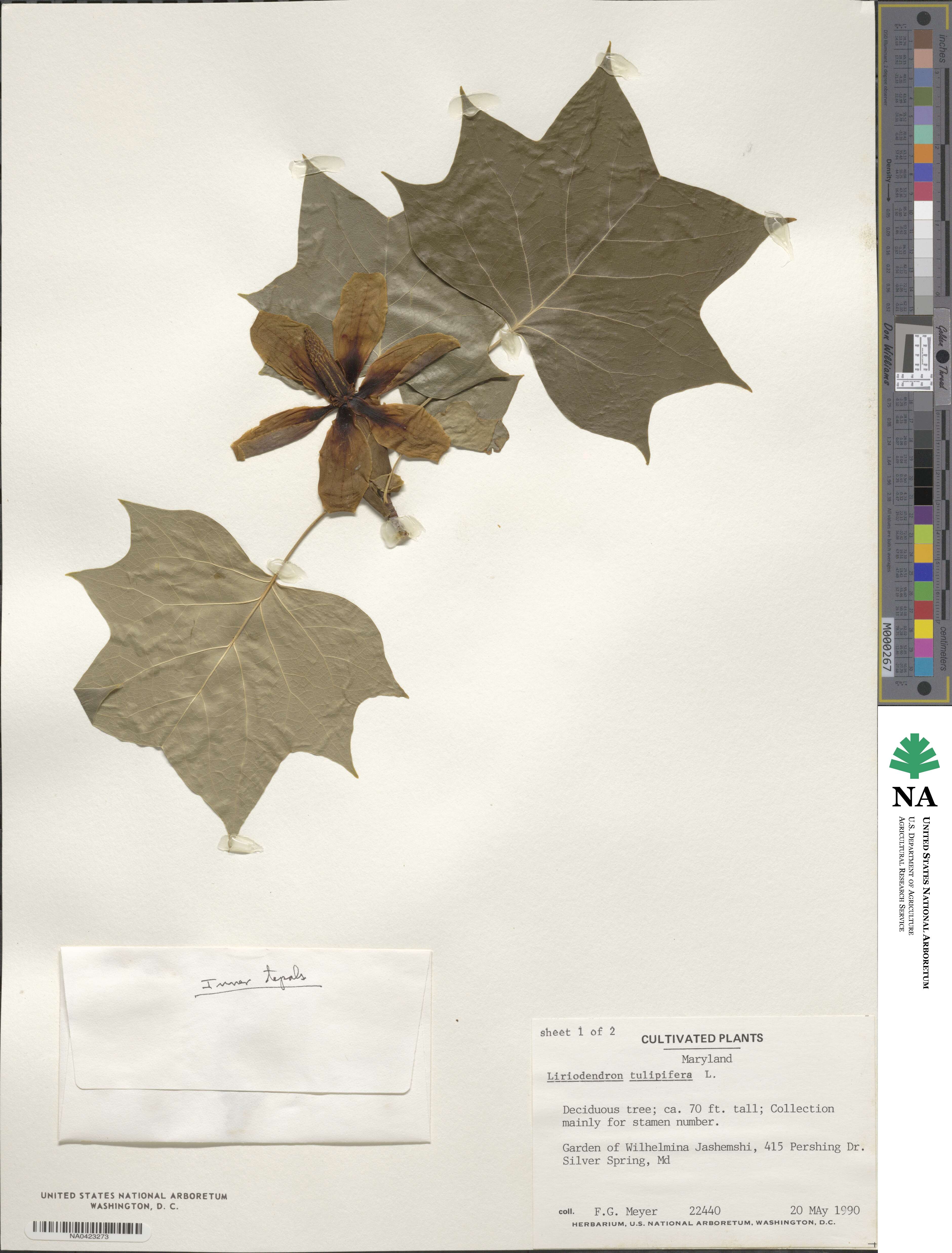 Liriodendron tulipifera image