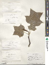 Liriodendron tulipifera image