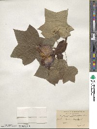 Liriodendron tulipifera image