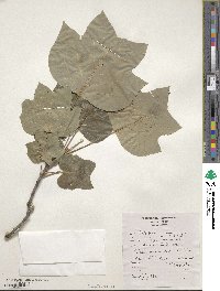 Liriodendron tulipifera image