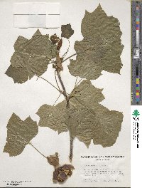 Liriodendron tulipifera image