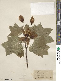 Liriodendron tulipifera image