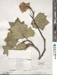 Liriodendron tulipifera image