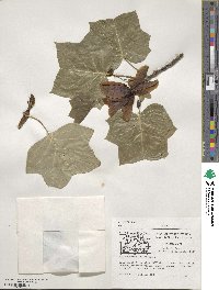 Liriodendron tulipifera image