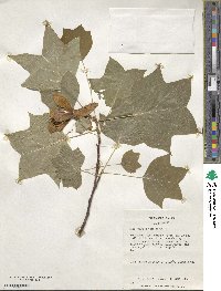 Liriodendron tulipifera image