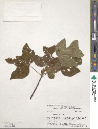 Liriodendron tulipifera image