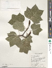 Liriodendron tulipifera image