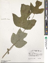 Liriodendron tulipifera image