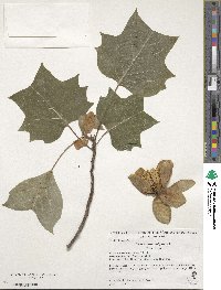 Liriodendron tulipifera image