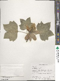 Liriodendron tulipifera image