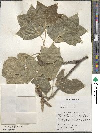 Liriodendron tulipifera image