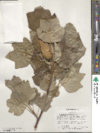 Liriodendron tulipifera image