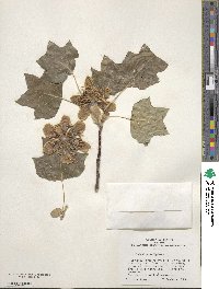 Liriodendron tulipifera image